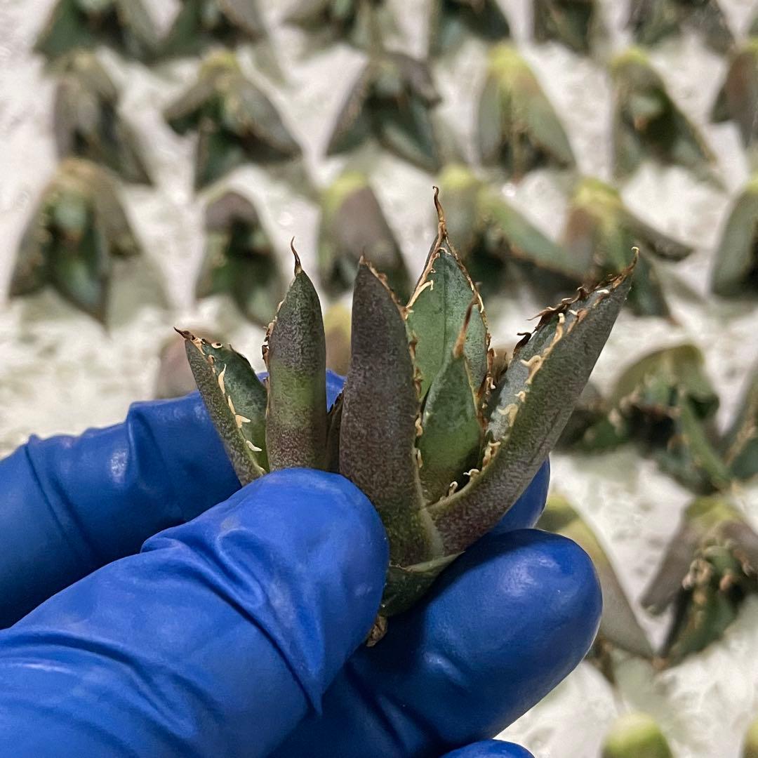 多肉植物　アガベ チタノタ 白鯨 子株 49株同梱