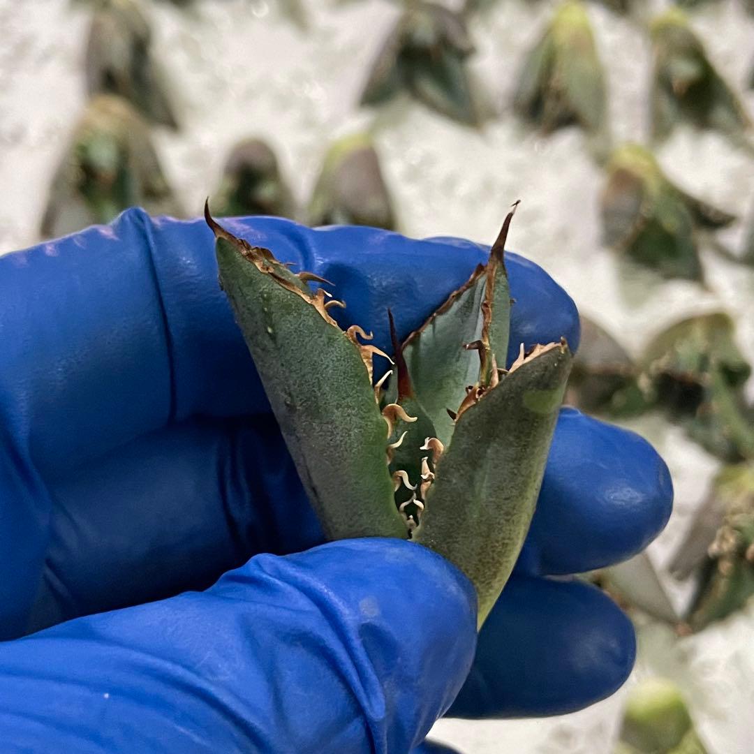 多肉植物　アガベ チタノタ 白鯨 子株 49株同梱