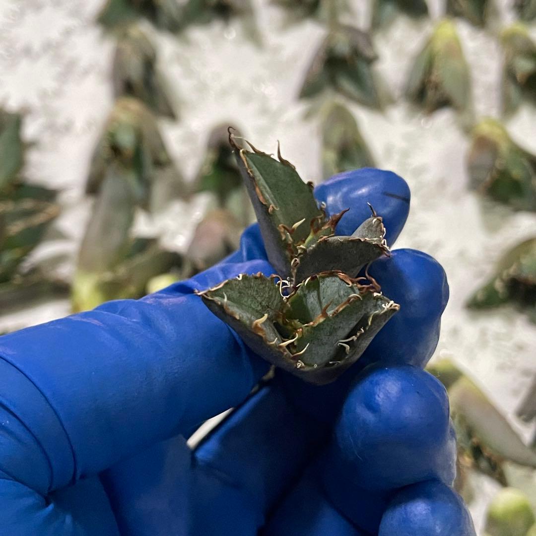 多肉植物　アガベ チタノタ 白鯨 子株 49株同梱