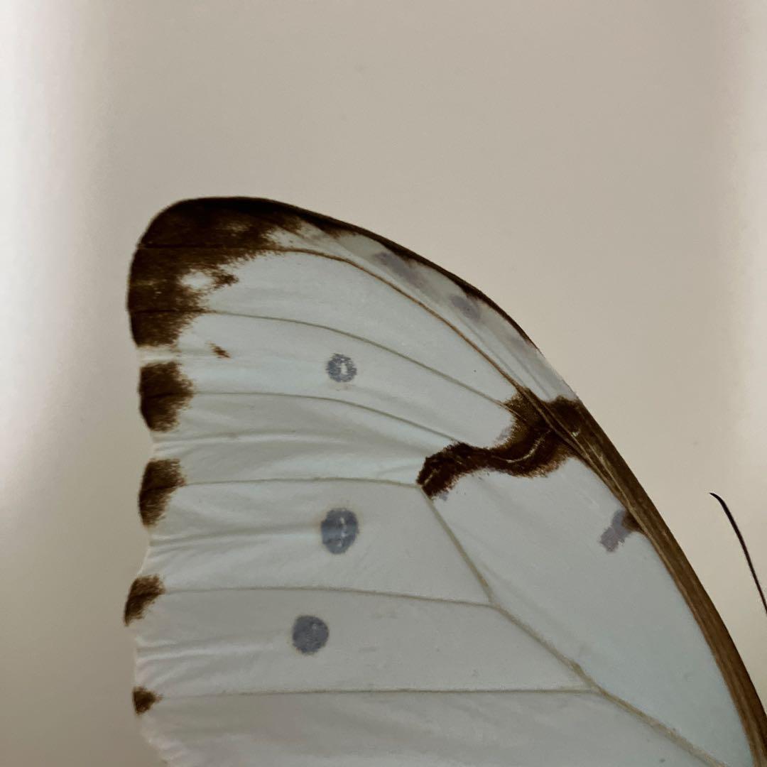 華麗なモルフォ蝶セット