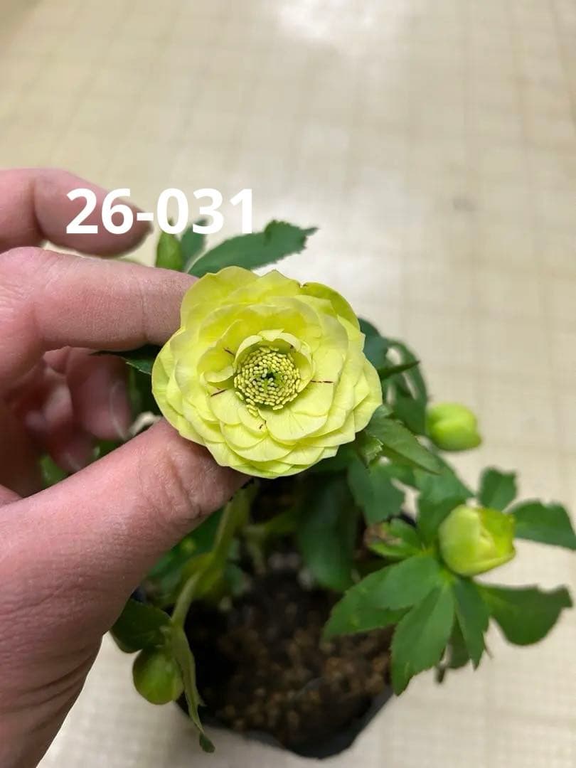 レッドイルミリオン交配 フラッシュ系 加藤農園 クリスマスローズ 同梱可能