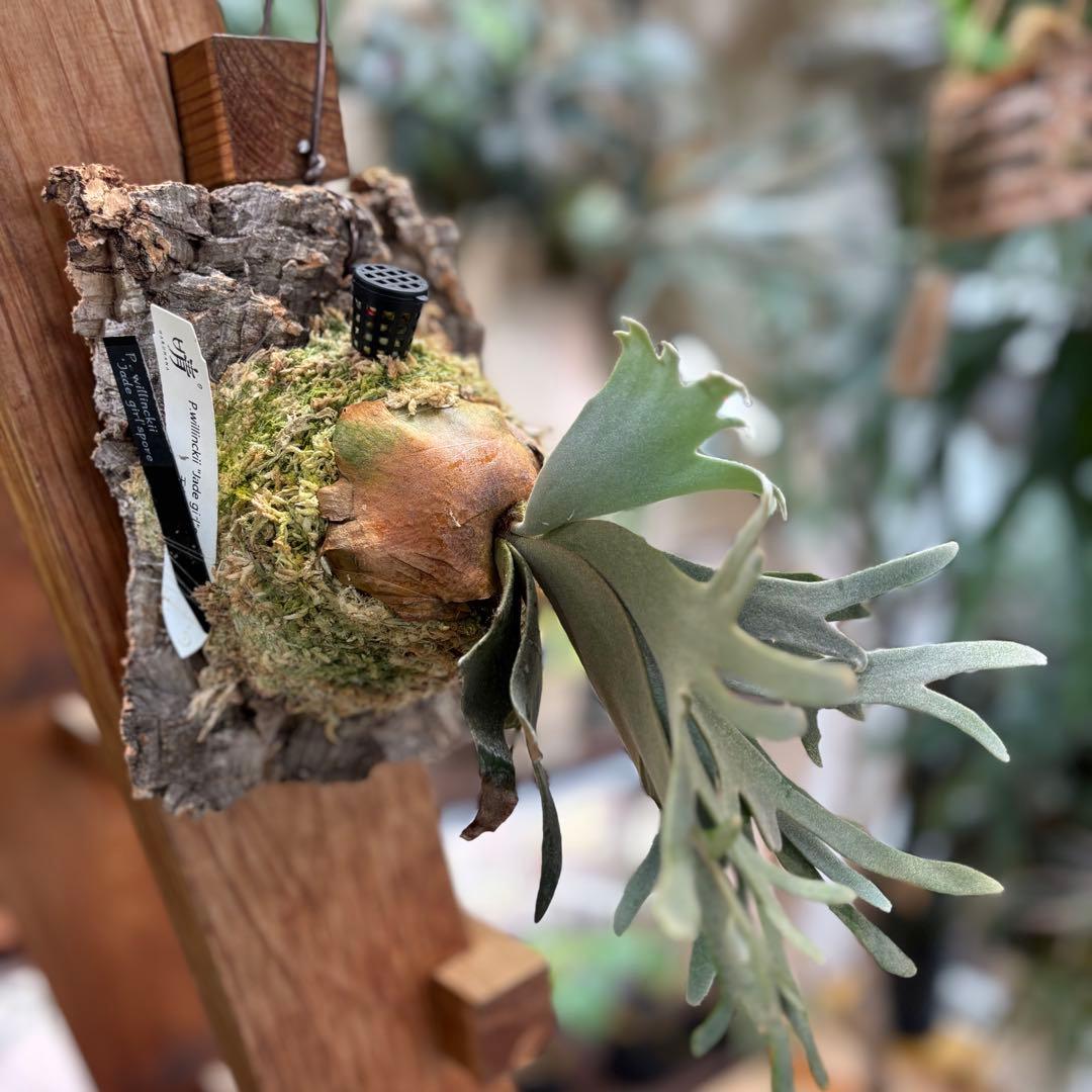 コルク付け♡ビカクシダジェイドガール