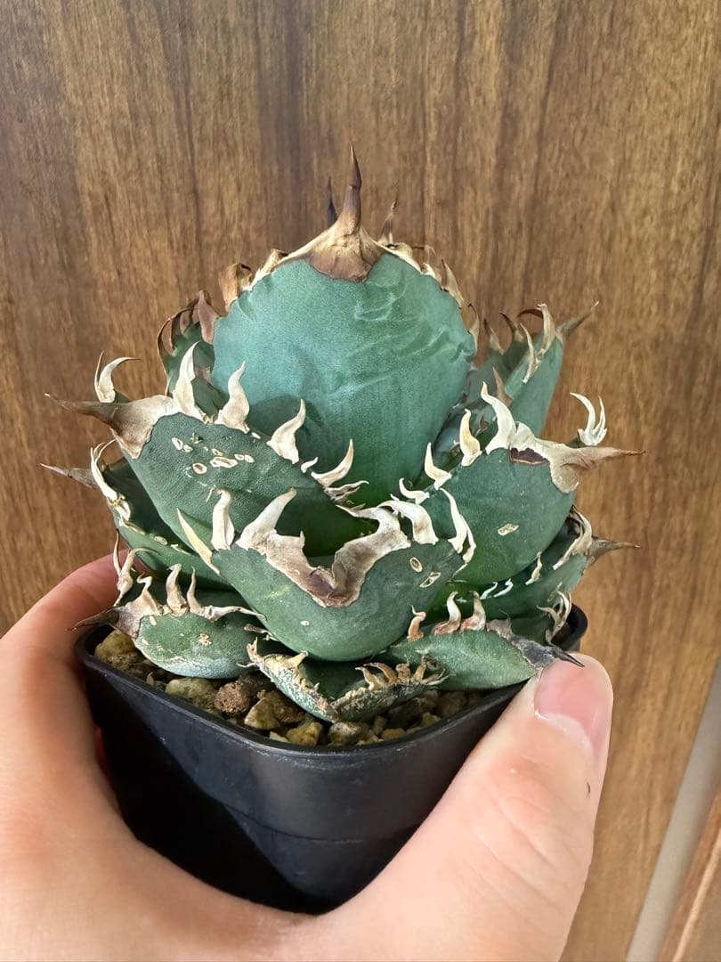 アガベ オテロイ実生 オアハカ 選抜株 (検 清櫻 皇冠 セオクラ チタノタ