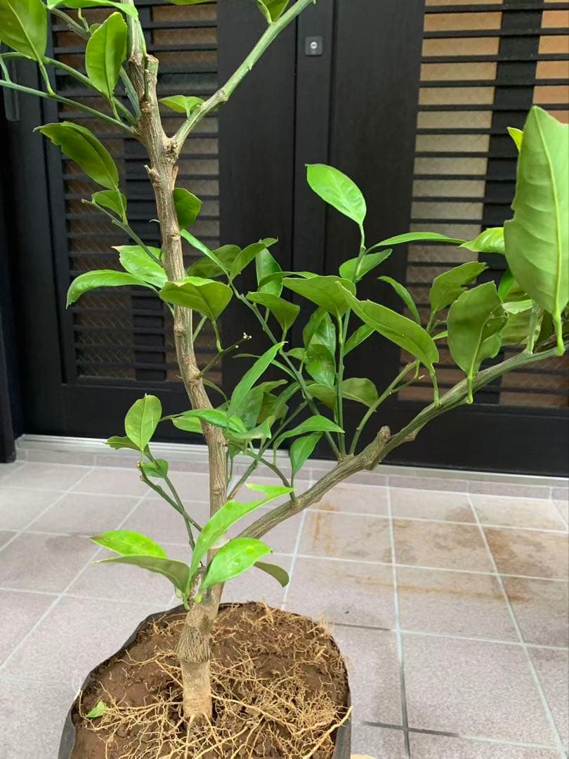 由良早生蜜柑苗木 果樹