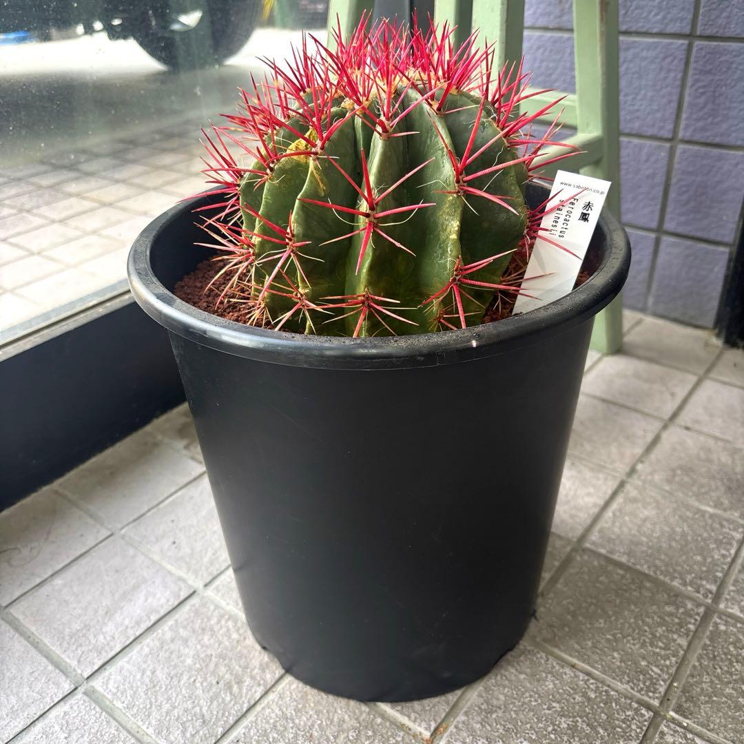 現品　フェロカクタス　スタイネシー（セキホウ）　フェロカクタス　赤鳳８号