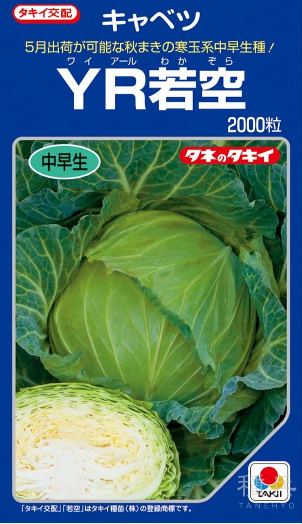 キャベツ苗　　春から初夏収穫　200本