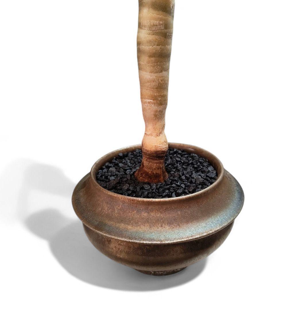 超割安 アロエ ピランシードワーフ 2万円陶器鉢 有馬和博