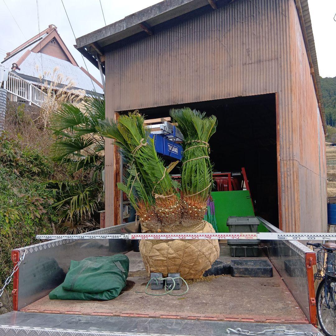 ソテツ（巨大株）インテリア用