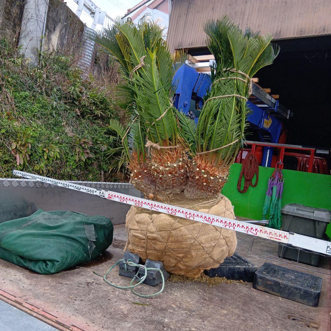 ソテツ（巨大株）インテリア用