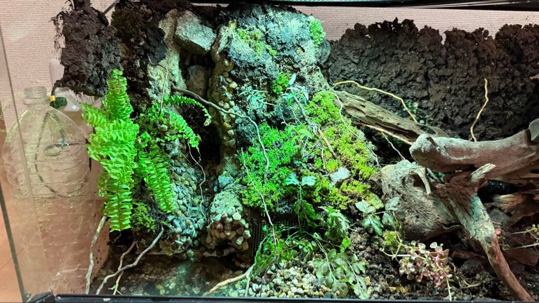 ビバリウム、テラリウム