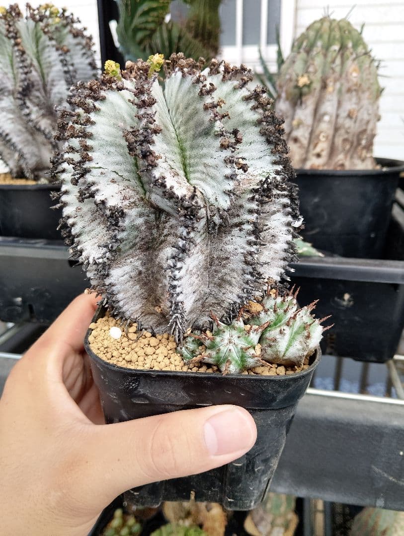 激渋 ユーフォルビア オールド ホリダ