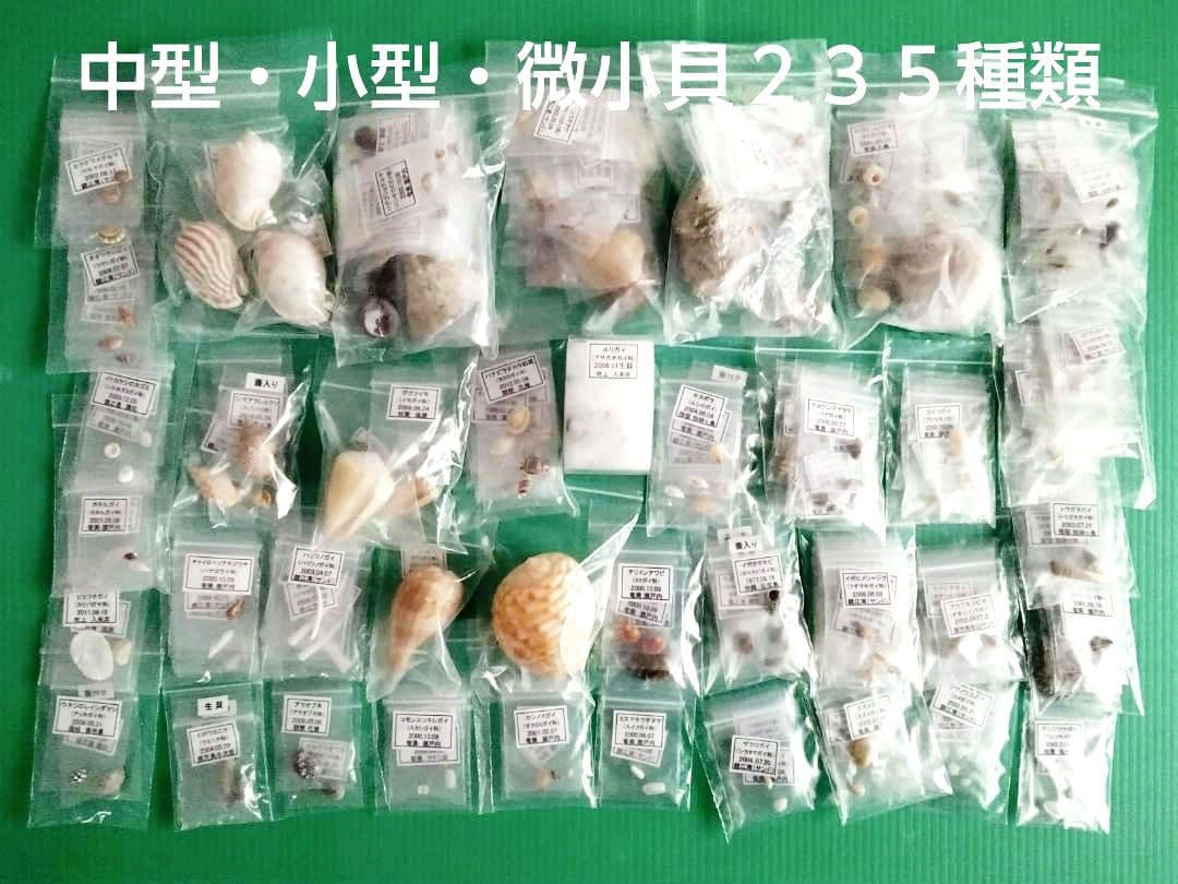 鹿児島県内で採集した「中型・小型・微小貝の貝殻２３５種類」