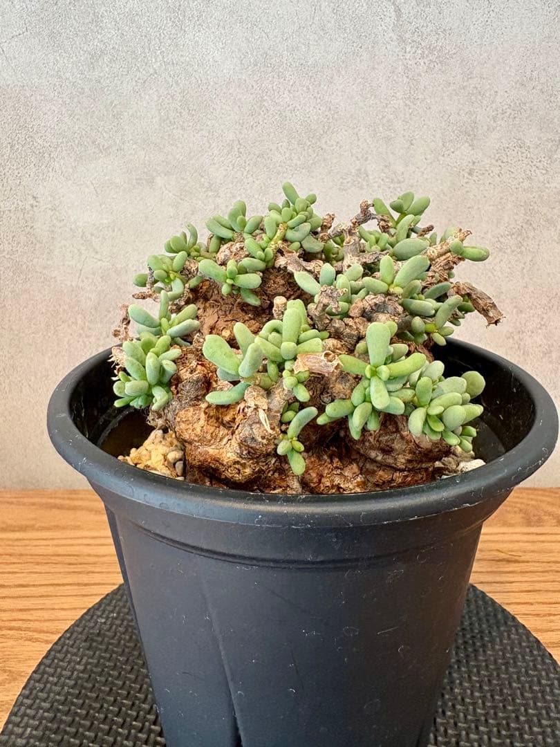 【超美株】ケラリア・ピグマエア（Ceraria pygmaea）鉢ごと　発根済