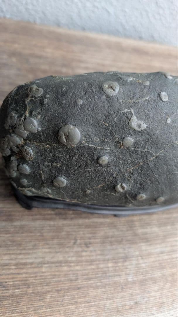 北海道 空知川 梅花石 銘 和音 一雨会師範 園藤雨園翁遺愛石