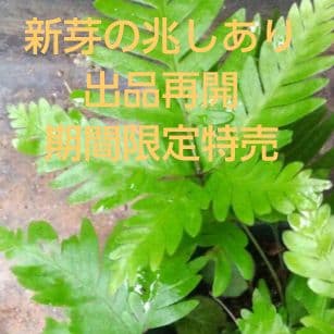 ワケアリ 中⑦ 品種不明シダ