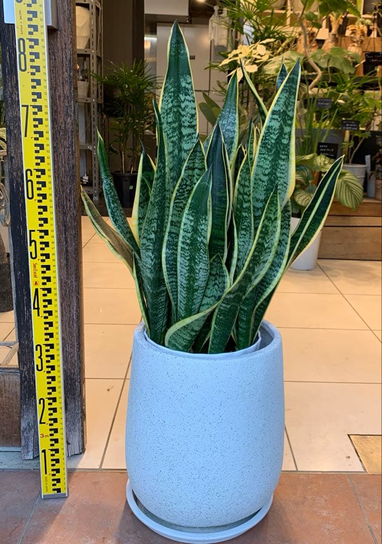 サンスベリア ファイバー鉢 お皿付き