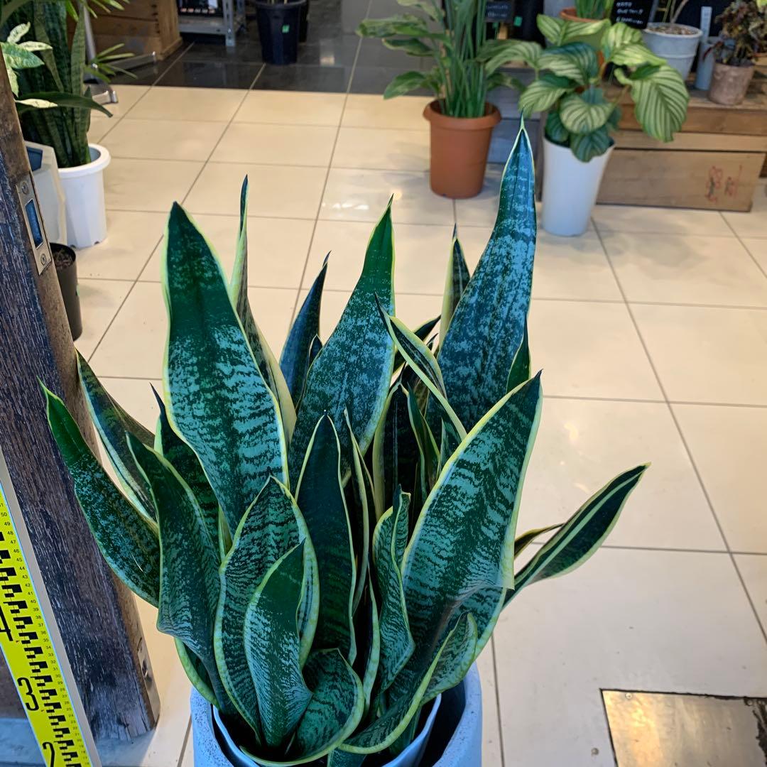 サンスベリア ファイバー鉢 お皿付き