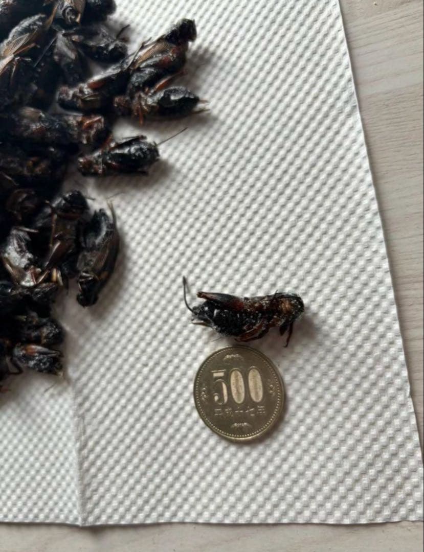 大特価⭐︎国産養殖　乾燥フタホシコオロギ　1kg