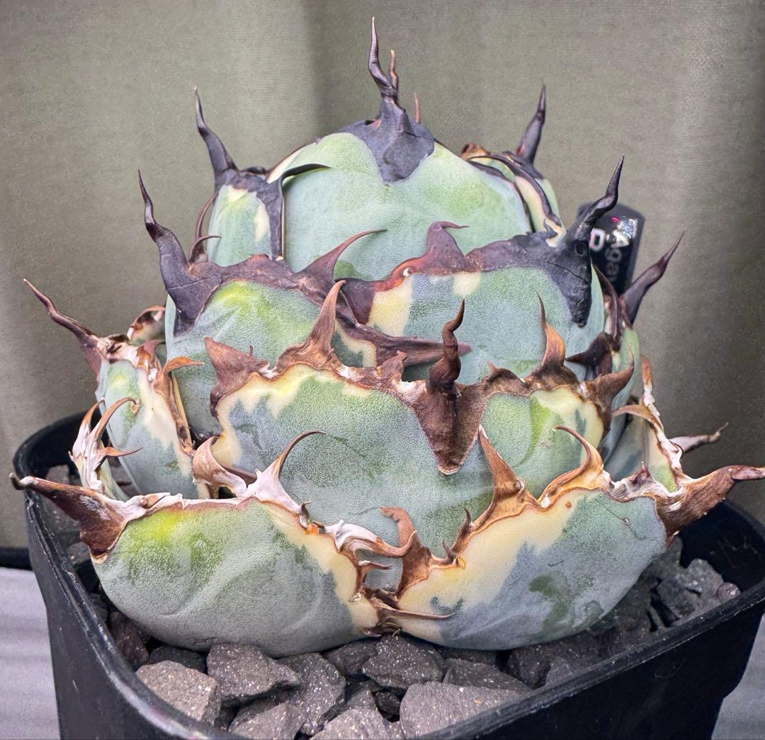 アガベ チタノタ BB ブラック&ブルー 白覆輪錦 親株