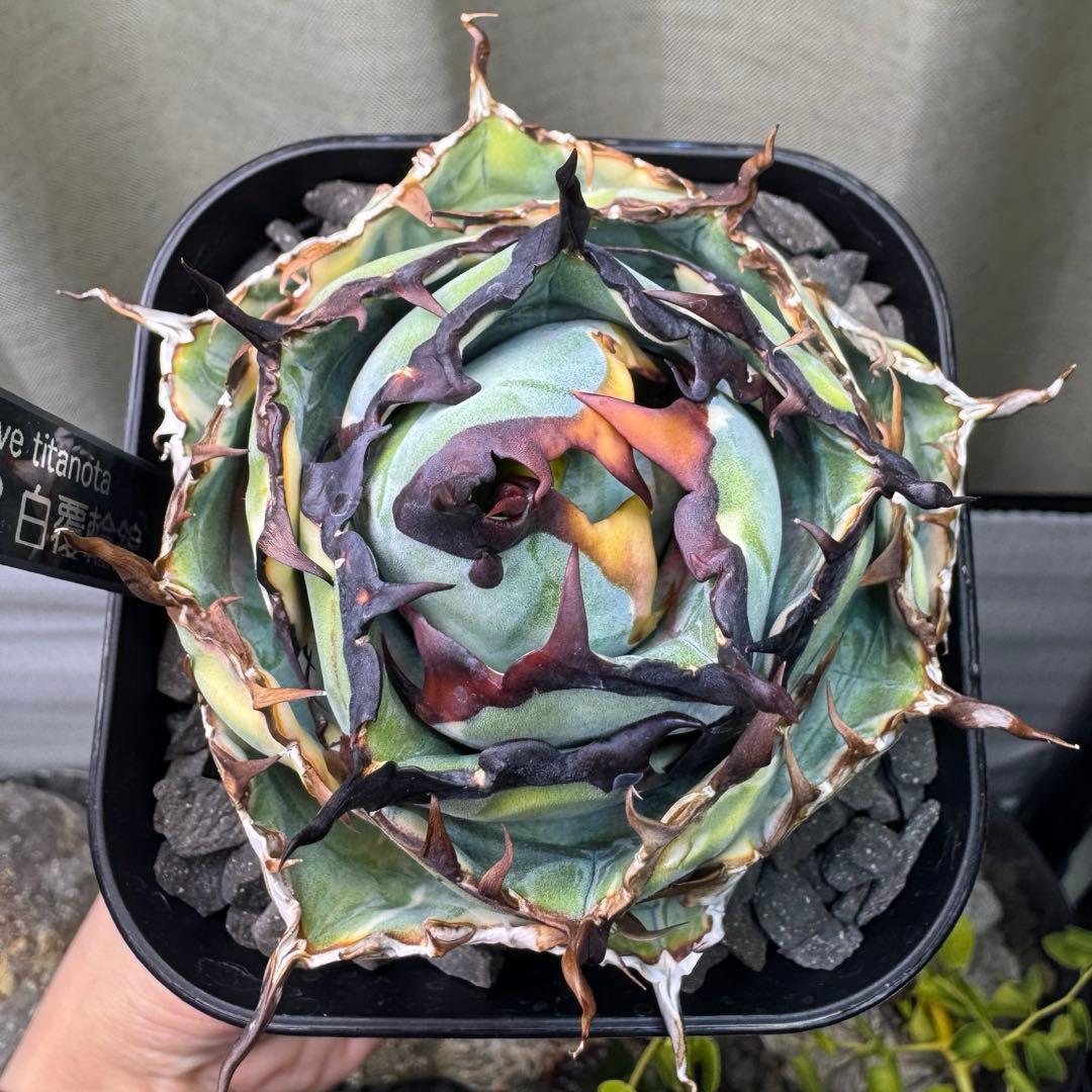 アガベ チタノタ BB ブラック&ブルー 白覆輪錦 親株