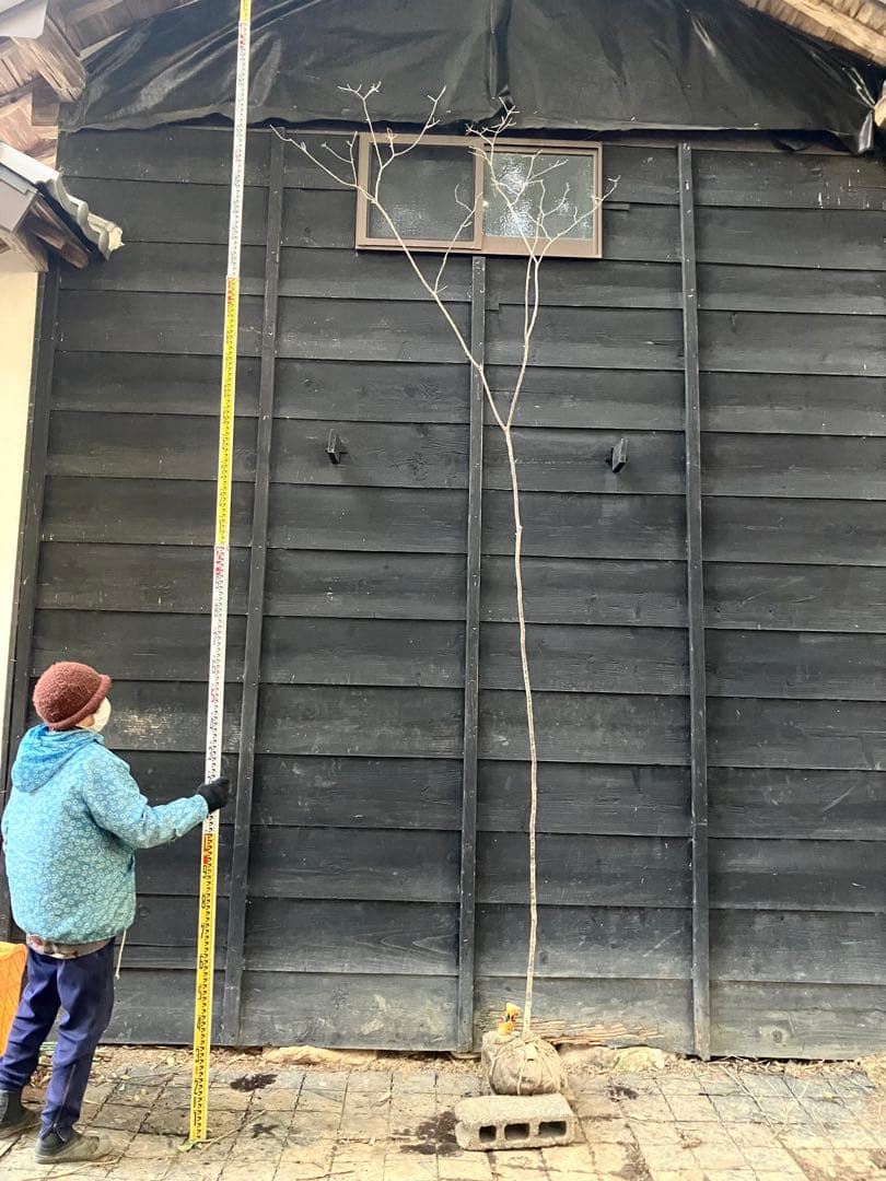 山採り　コナラ