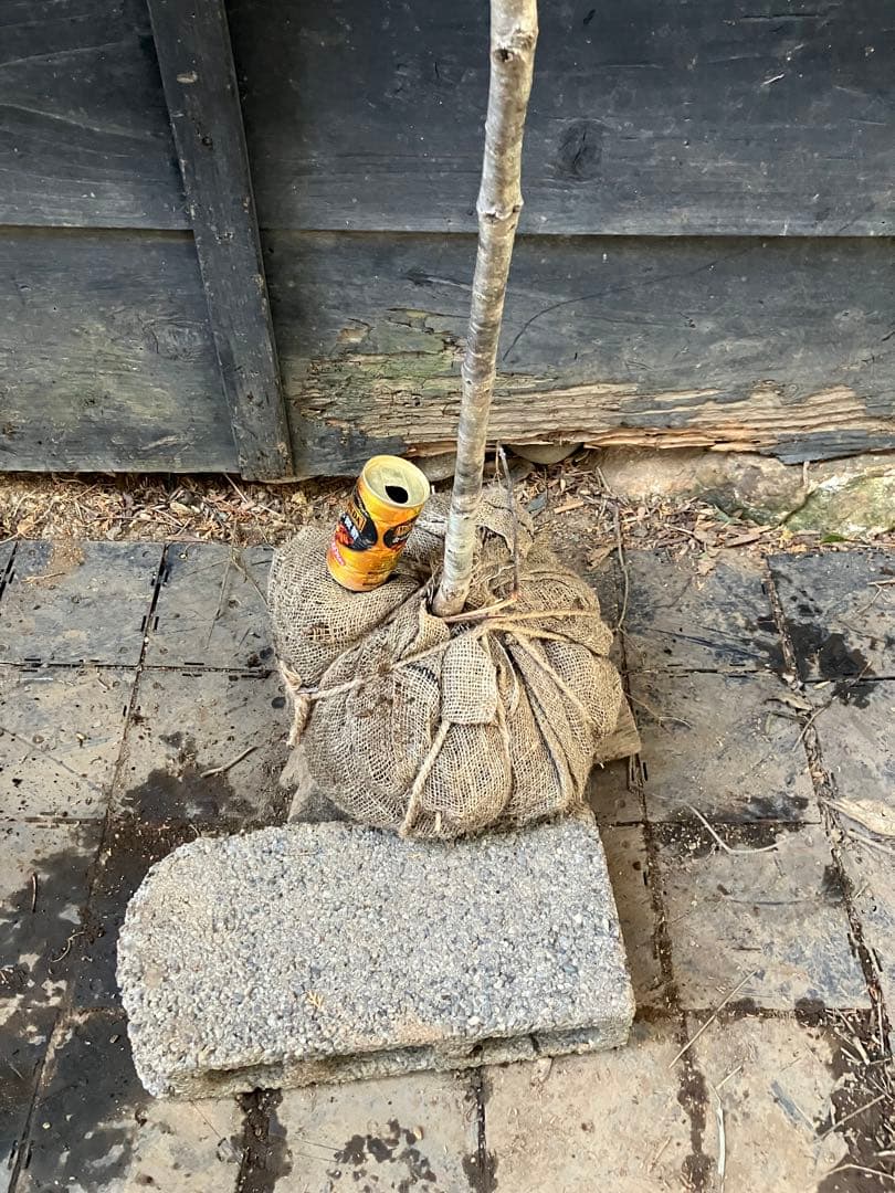 山採り　コナラ