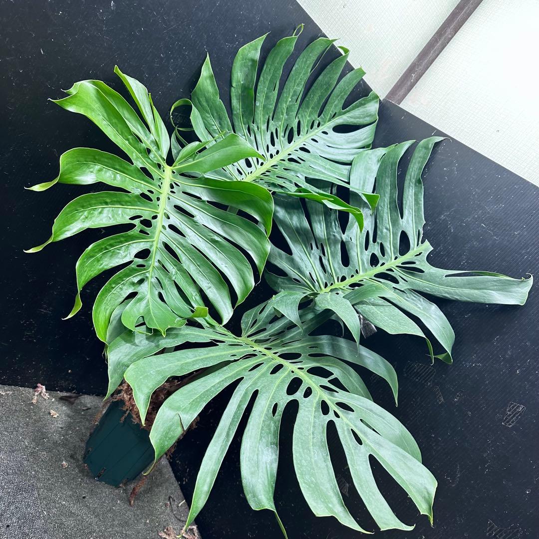 モンステラデリシオーサマクロコズム超希少系統鉢植え113㎝レア
