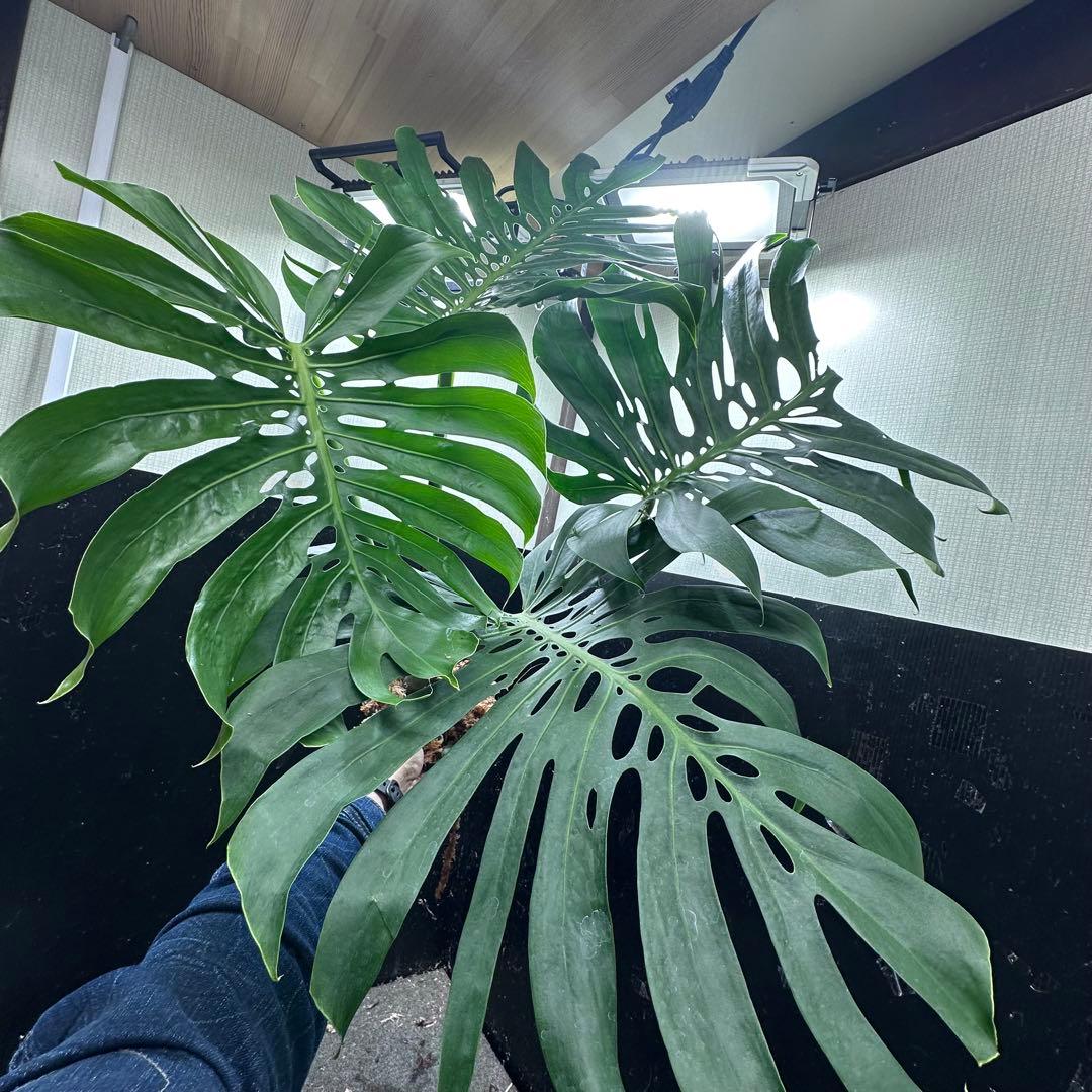 モンステラデリシオーサマクロコズム超希少系統鉢植え113㎝レア