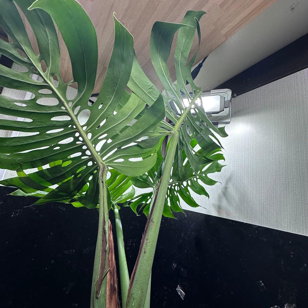 モンステラデリシオーサマクロコズム超希少系統鉢植え113㎝レア