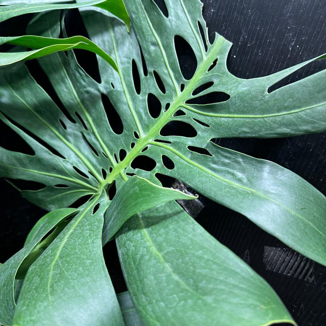 モンステラデリシオーサマクロコズム超希少系統鉢植え113㎝レア