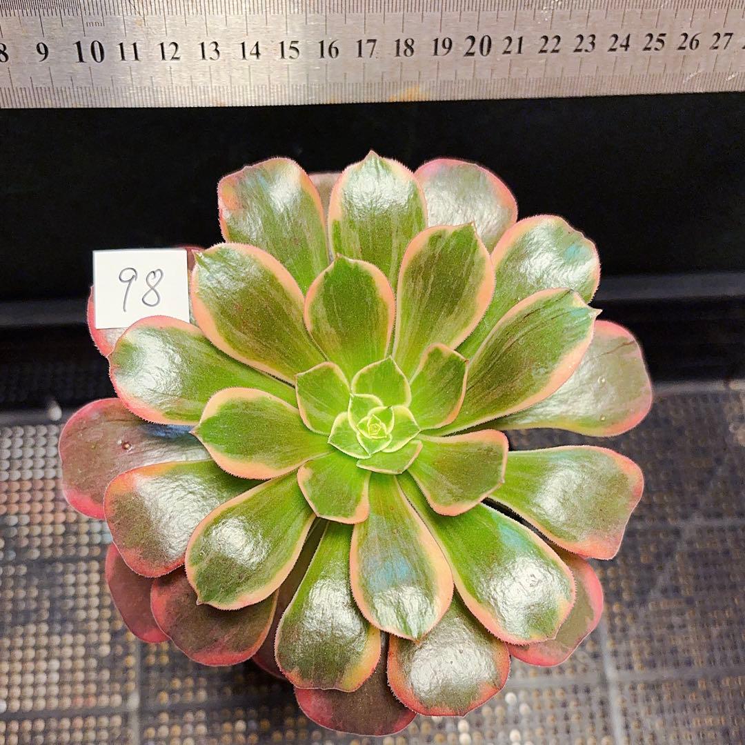 98#多肉植物アエオニウム錦❤️金絲雀锦❤️1大頭1小頭14cm拔き苗