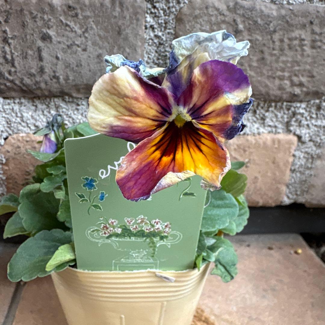 エボルベ・ストライプ（絞り）