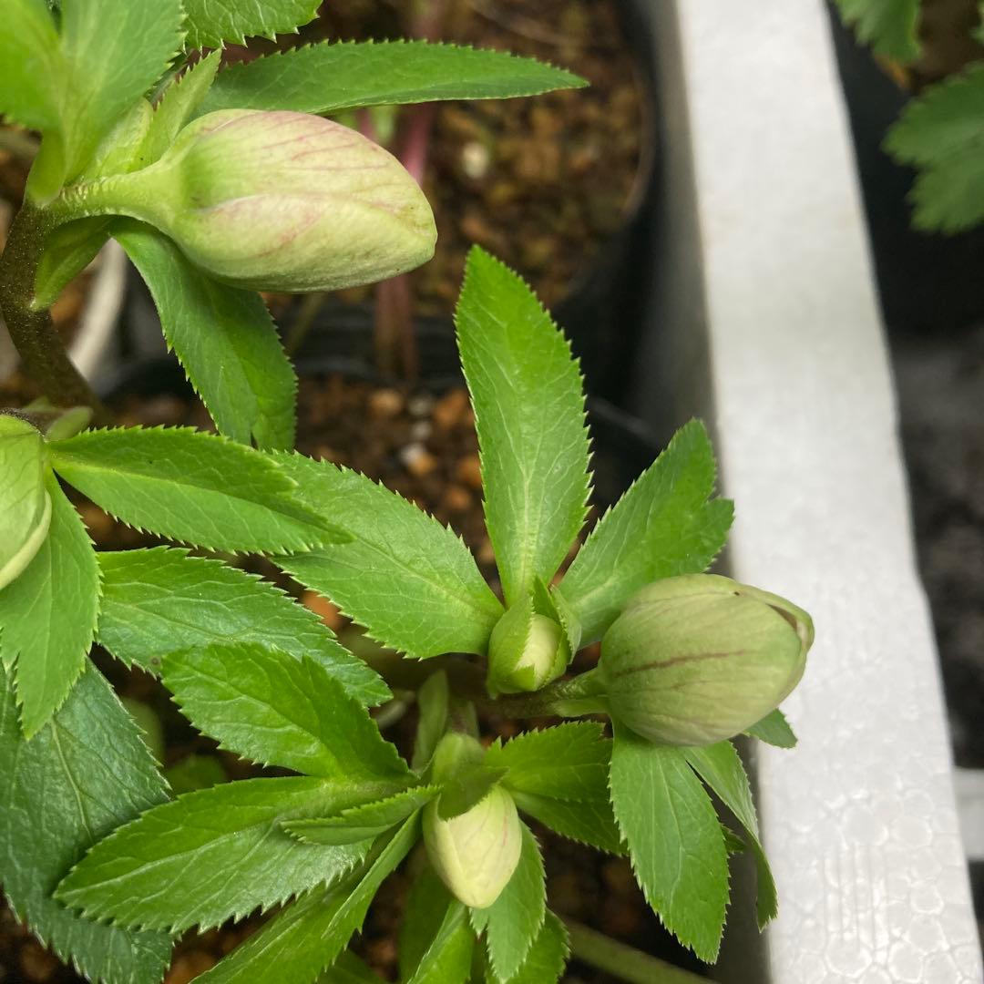 クリスマスローズ　先端緑　シングル　株分け前提