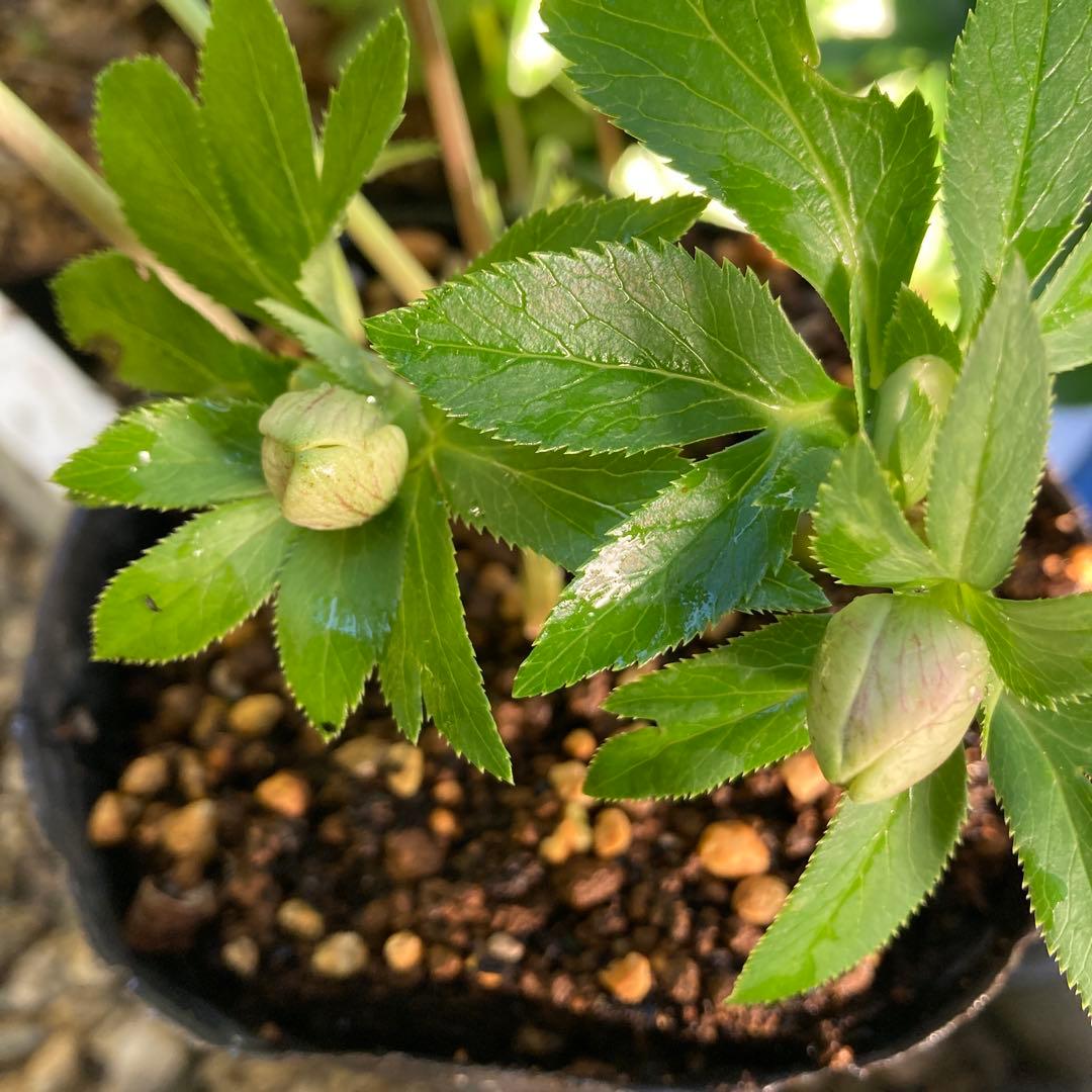 クリスマスローズ　先端緑　シングル　株分け前提