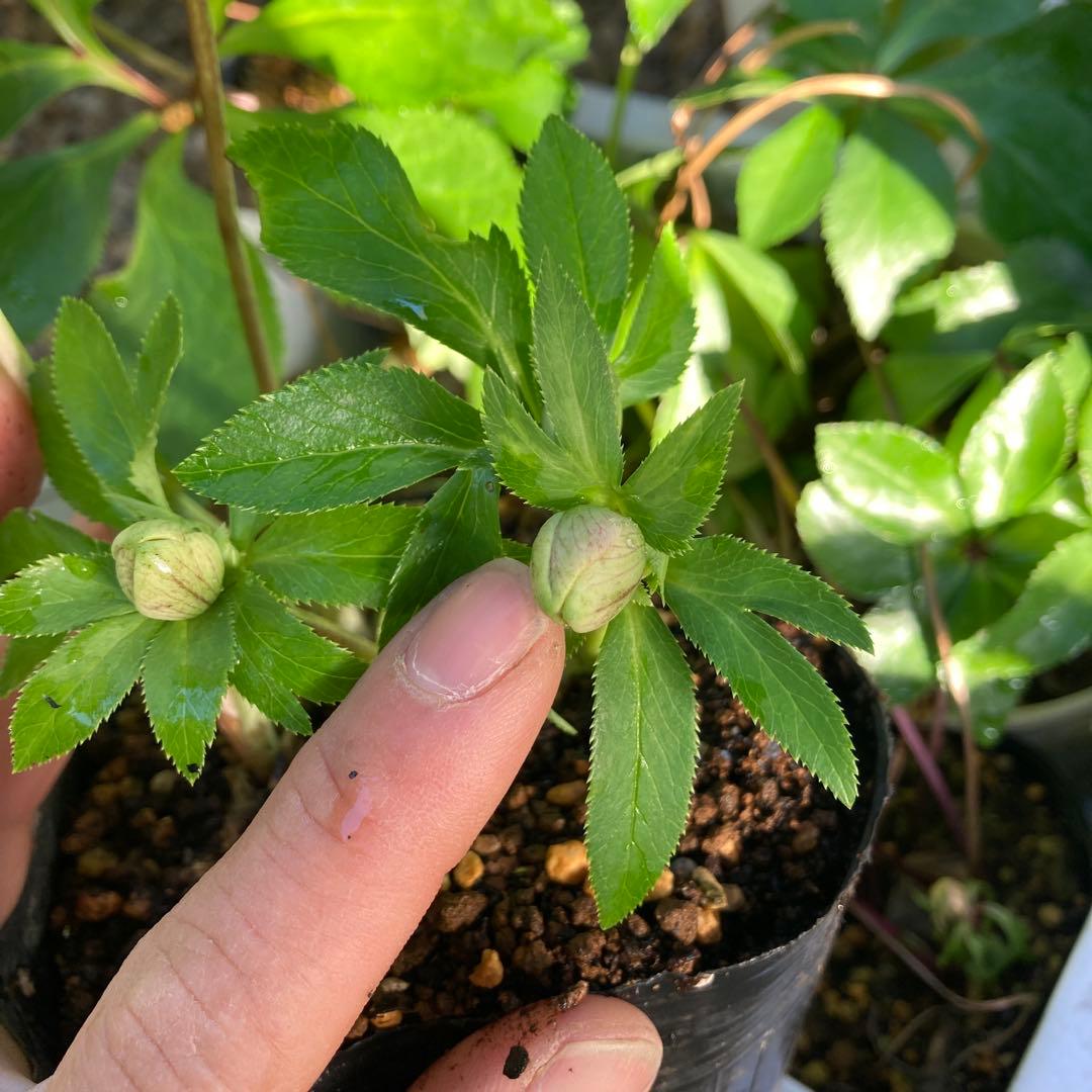 クリスマスローズ　先端緑　シングル　株分け前提