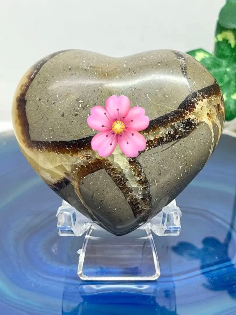 たかとら様✨セプタリアン　⭐️2056