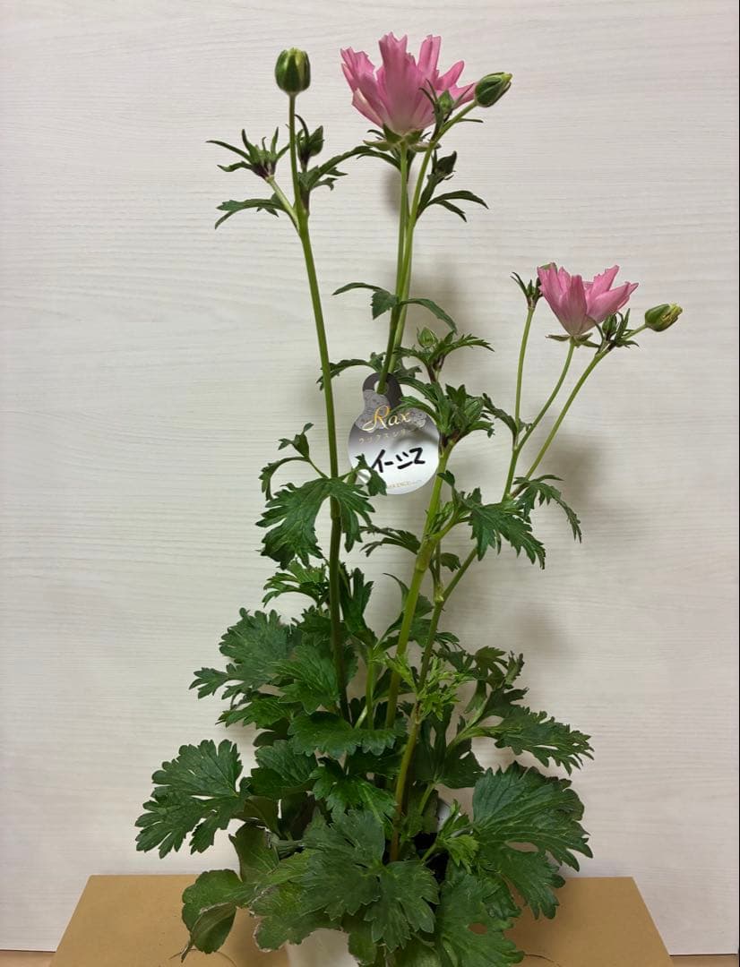 ラナンキュラスラックス　ランドセル　イーシス　エリス　ラゴス　アマルティア