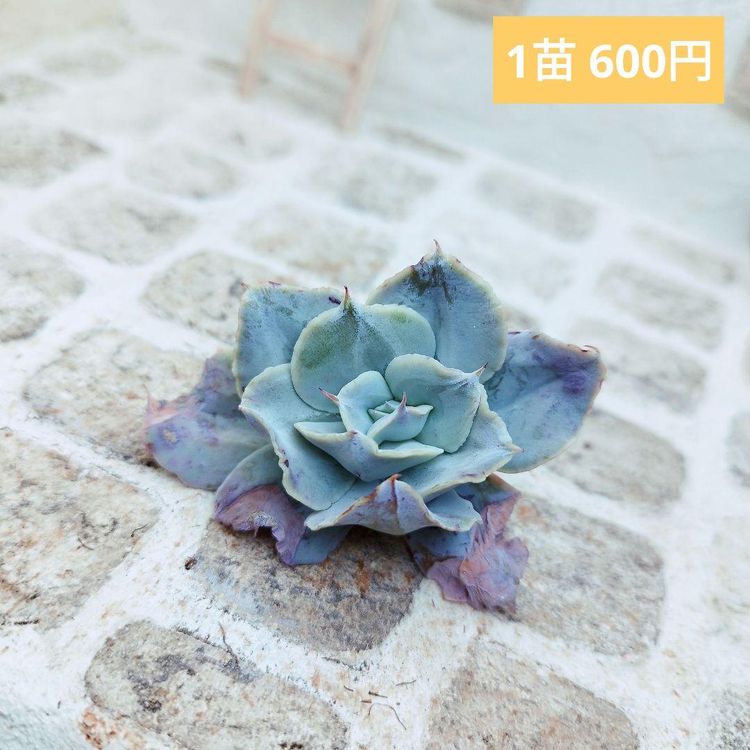 エレガンス◎多肉植物 カット苗 韓国苗 エケベリア等