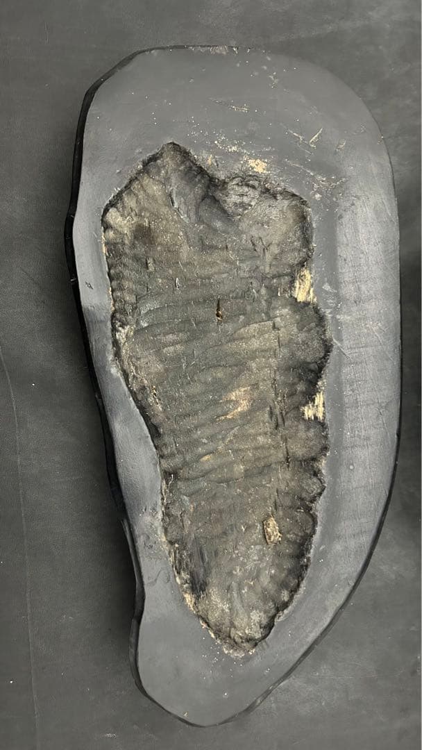 アンモナイト　化石　標本　置物