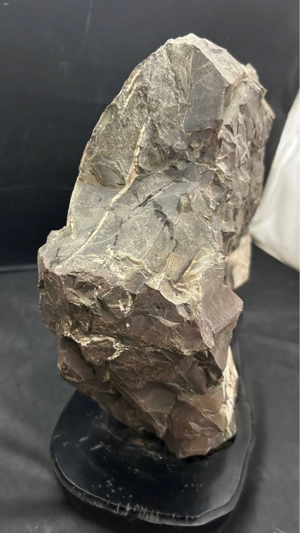 アンモナイト　化石　標本　置物