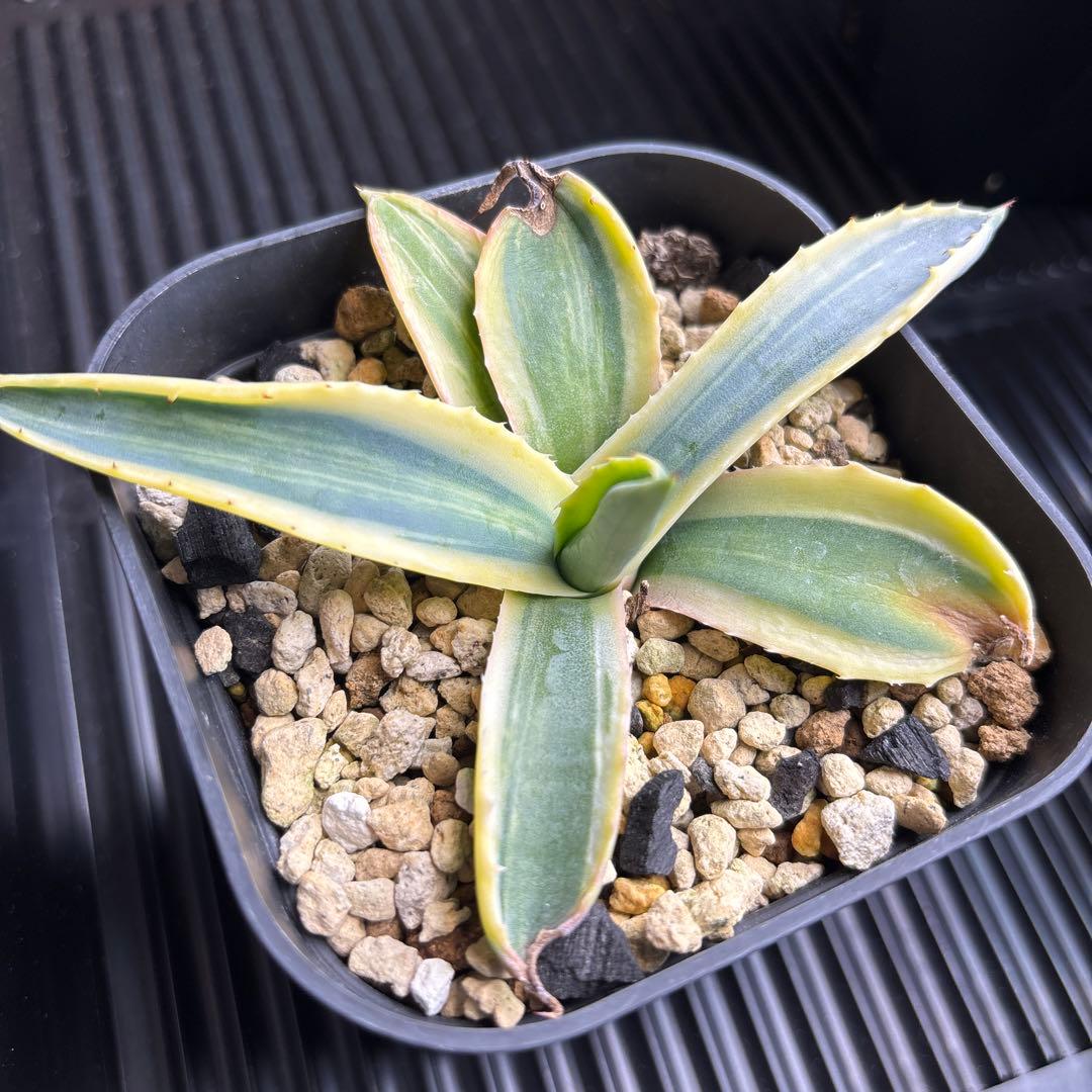 アガベ　アメリカーナ覆輪縞斑