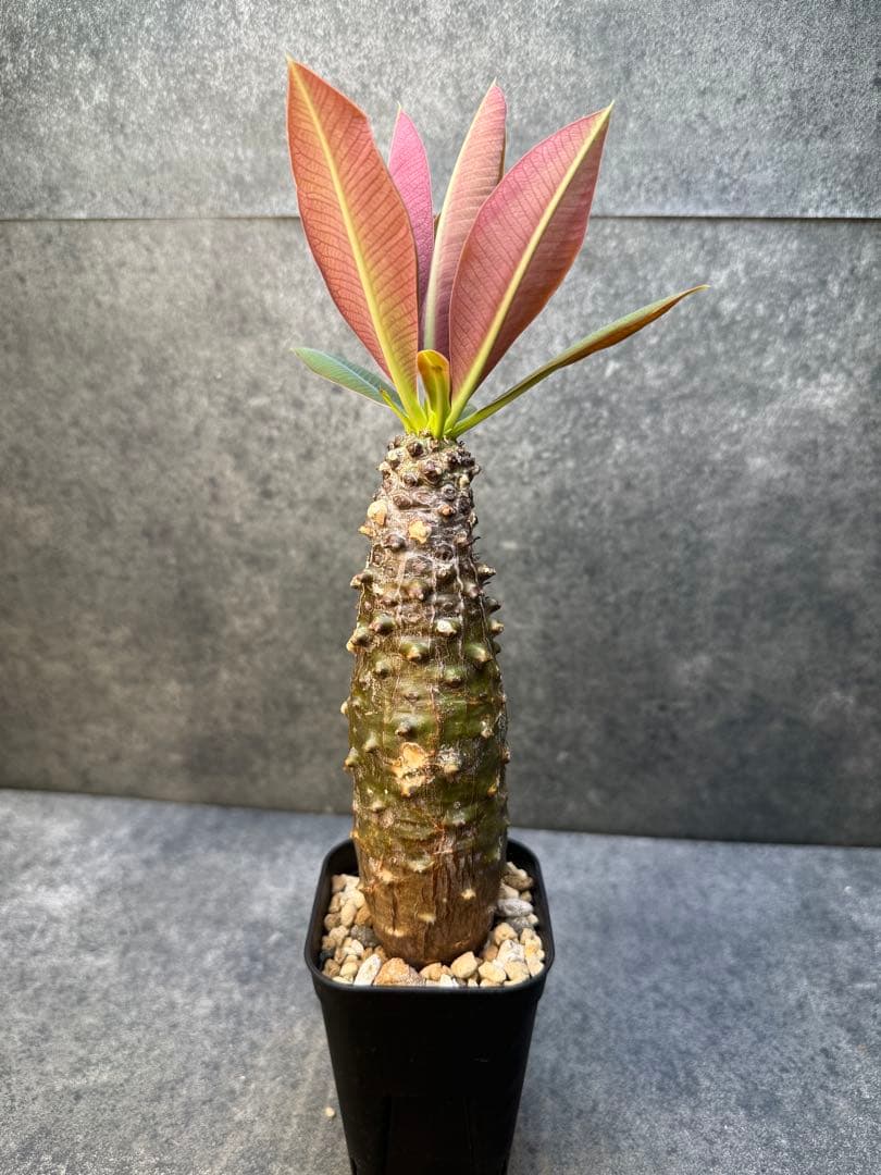 ユーフォルビア　パキポディオイデス　現地球　発根済み　現19