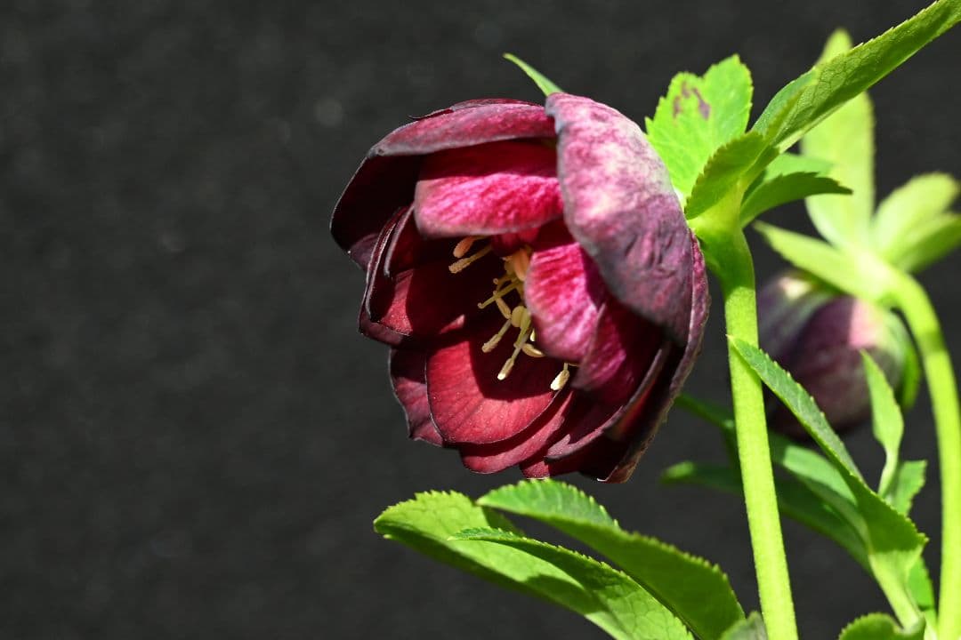 クリスマスローズ　認定！グロッシーカラー　グロスディープ紅白交配　加藤農園