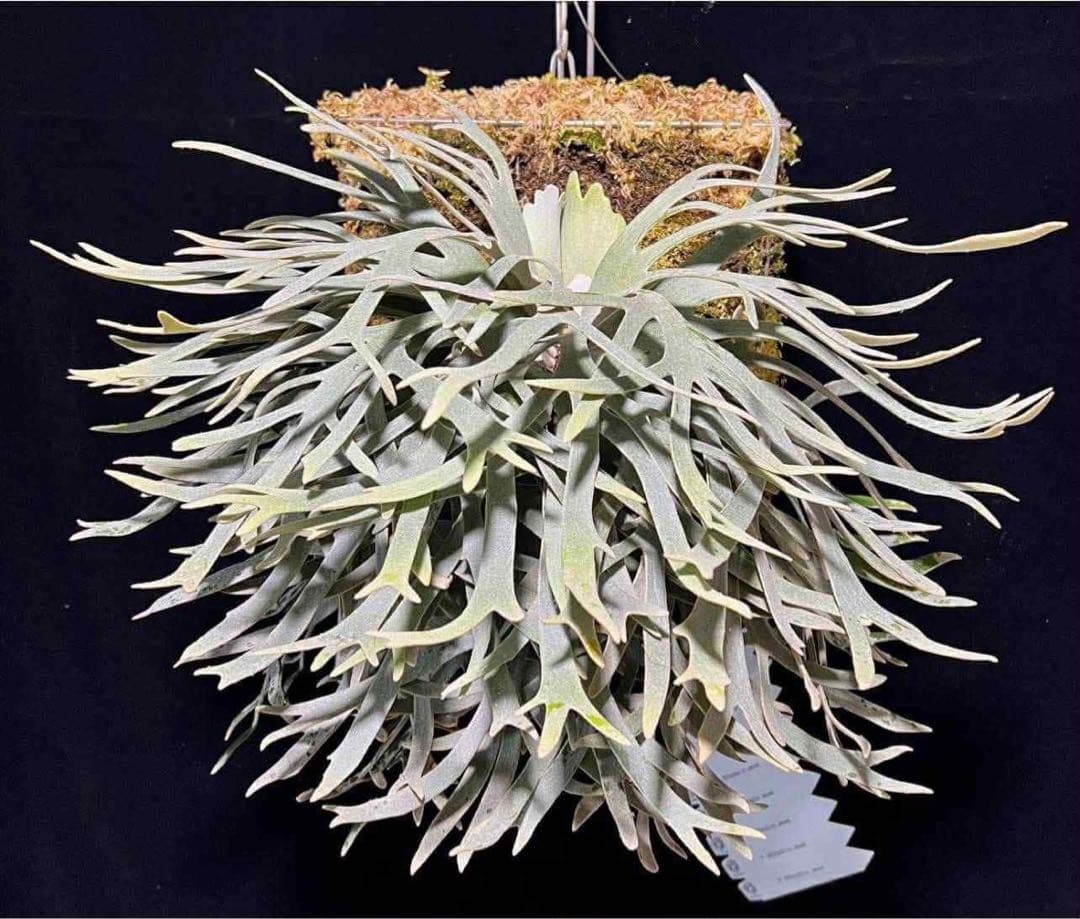 【すー品】ビカクシダアソート