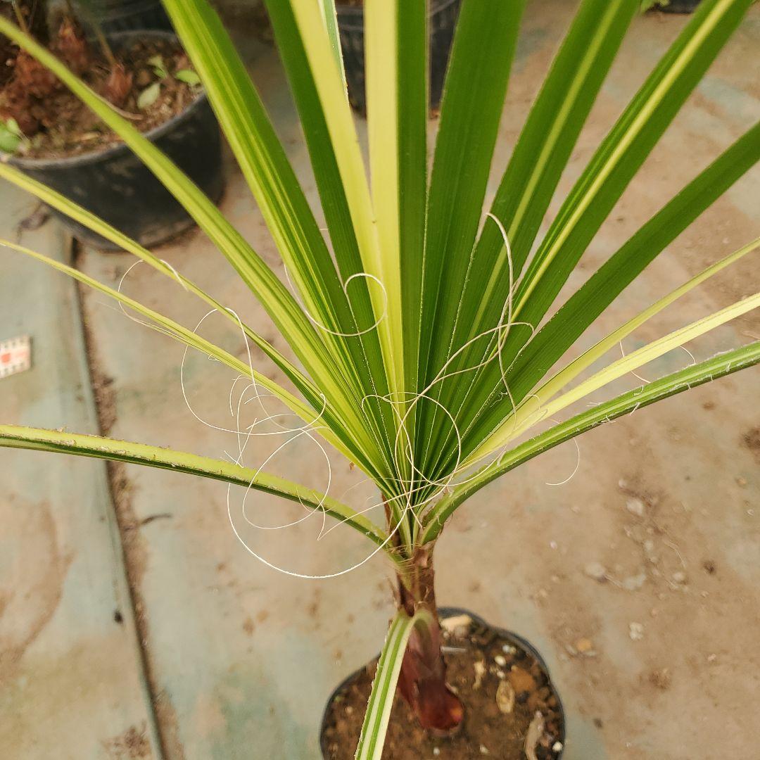 ワシントンヤシ苗木 斑入り [突然変異]