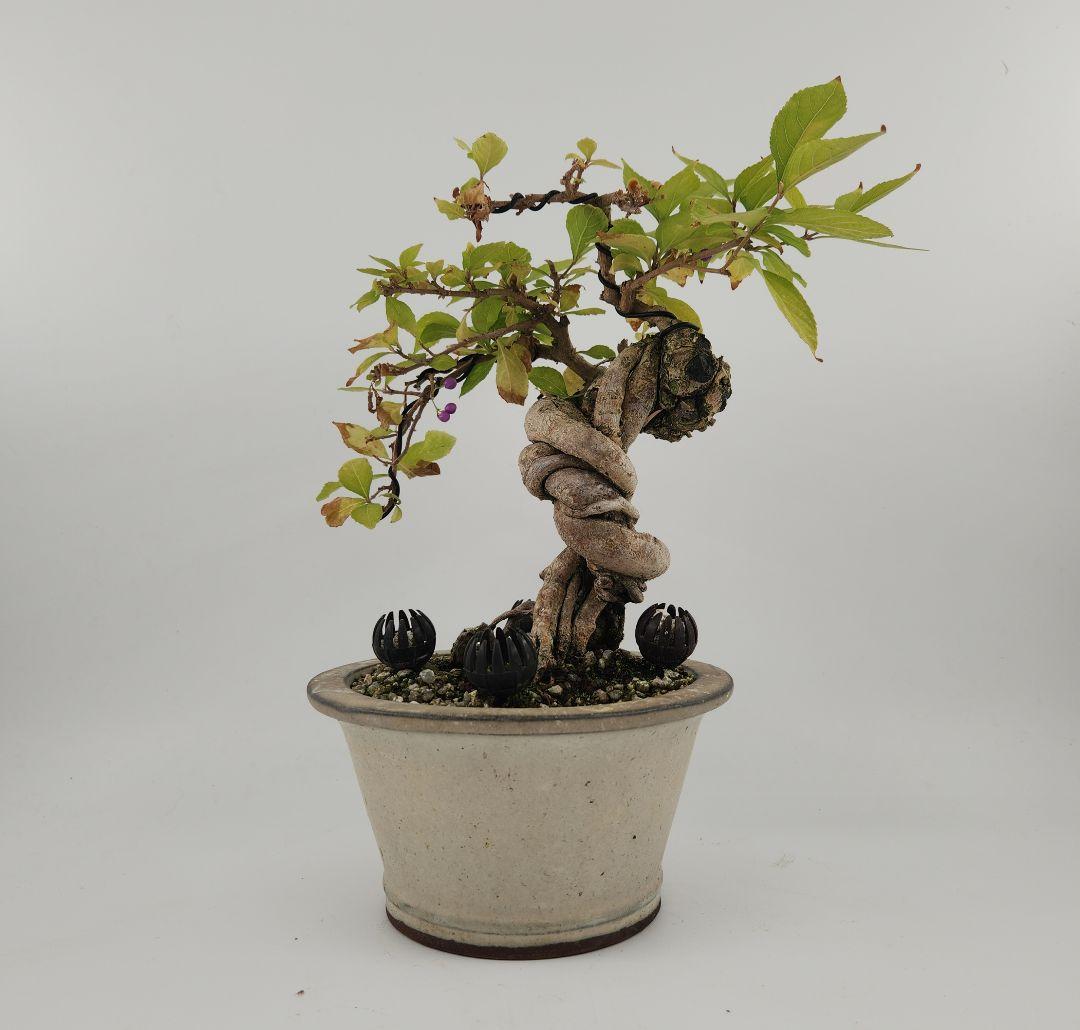 小品 懸崖 紫式部盆栽 五葉松盆栽 真柏盆栽 懸崖 真柏 黒松 赤松 五葉松