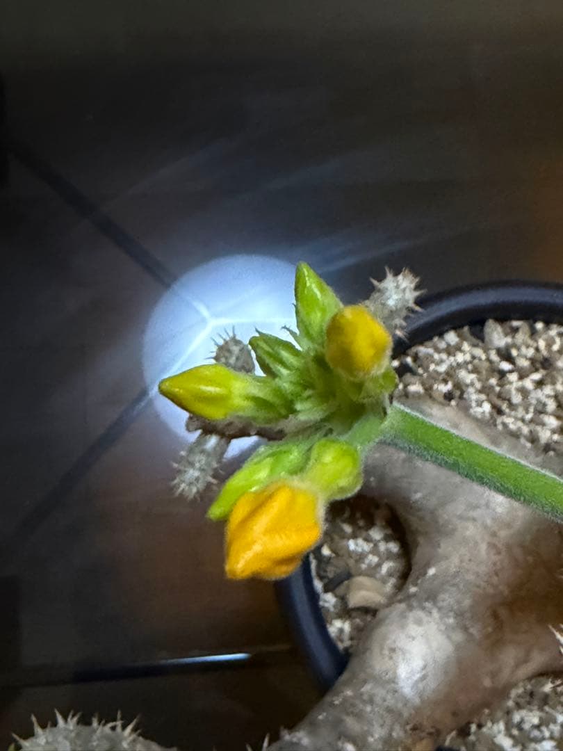 パキポディウムホロンベンセorマカイエンセ