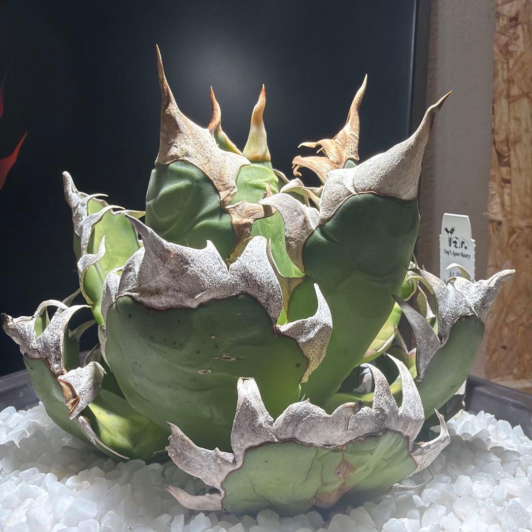 中型アガベ ゴリ猫