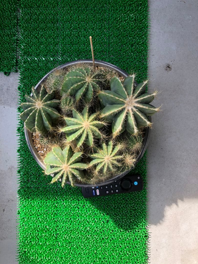 サボテン 英冠姫群生