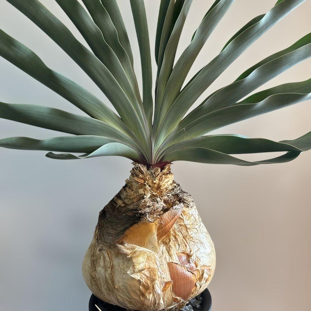 a*d様 ブーファン　ハエマンソイデス